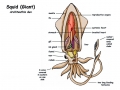 Giant Squid