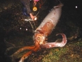 Giant Squid