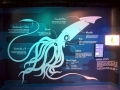 Giant Squid