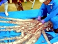 Giant Squid