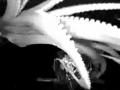 Giant Squid