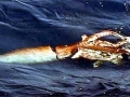 Giant Squid