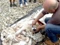 Giant Squid