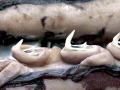 Giant Squid