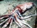 Giant Squid
