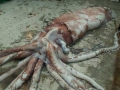 Giant Squid