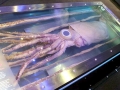 Giant Squid