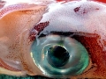 Giant Squid