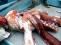 Giant Squid