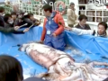 Giant Squid