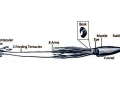 Giant Squid