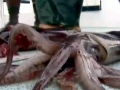 Giant Squid