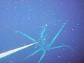 Giant Squid