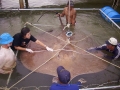 Giant Stingray