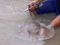 Giant Stingray