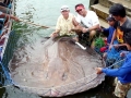 Giant Stingray