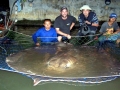 Giant Stingray