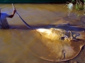 Giant Stingray