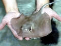 Giant Stingray