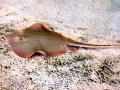 Giant Stingray