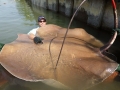 Giant Stingray