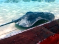 Giant Stingray