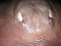 Giant Stingray
