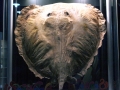 Giant Stingray