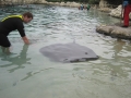 Giant Stingray