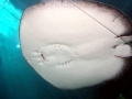Giant Stingray