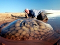 Giant Stingray