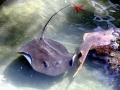 Giant Stingray
