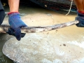 Giant Stingray