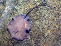 Giant Stingray
