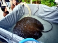 Giant Stingray