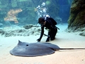 Giant Stingray