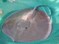 Giant Stingray