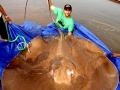 Giant Stingray