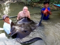 Giant Stingray