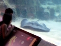 Giant Stingray
