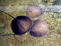 Giant Stingray