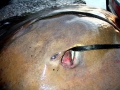 Giant Stingray