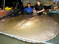 Giant Stingray