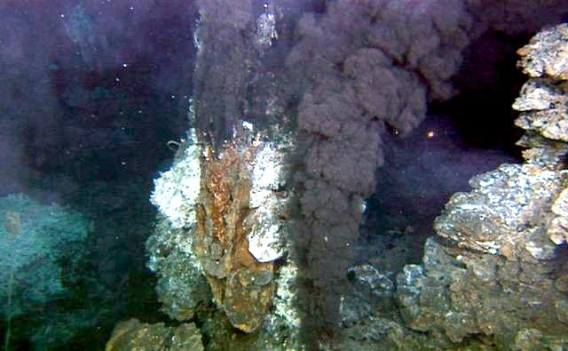deep sea giant tube worm, or vent worm, Riftia pachyptila, diorama