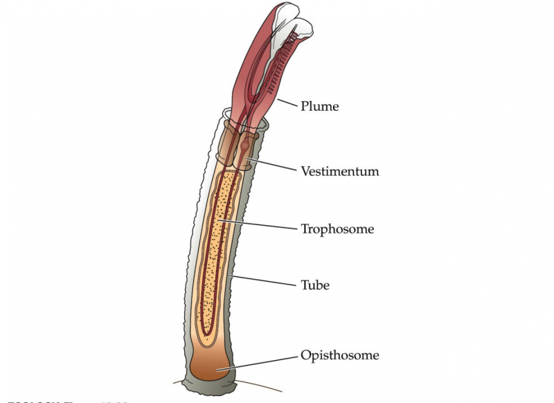 Giant Tube Worm Diagram