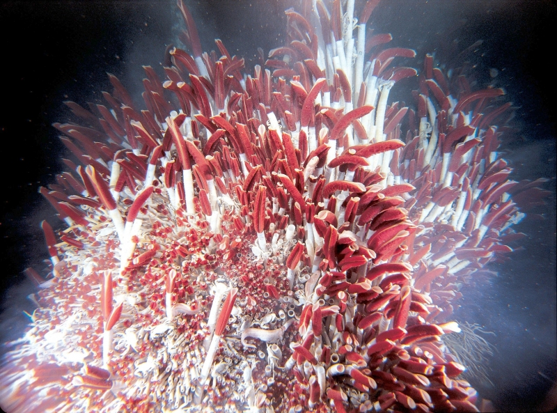 deep sea giant tube worm, or vent worm, Riftia pachyptila, diorama