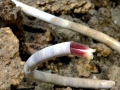 Giant Tube Worm