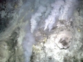 Giant Tube Worm