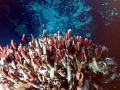 Giant Tube Worm