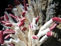 Giant Tube Worm
